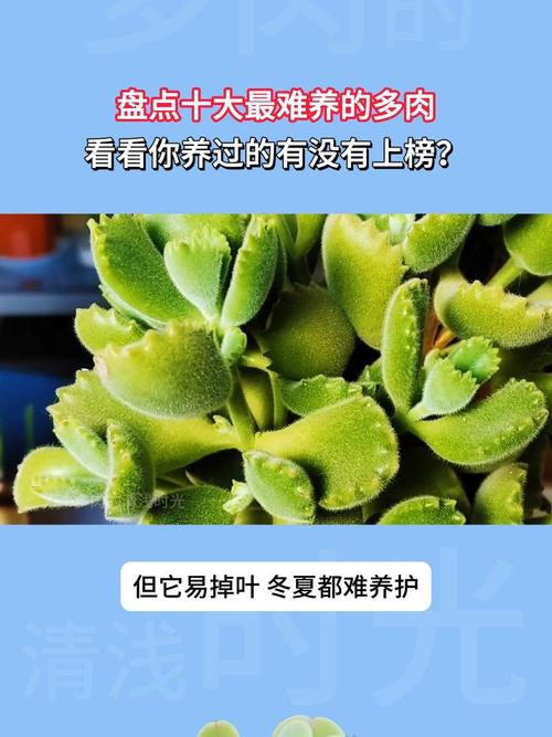 前十难养多肉，多肉哪款最难养？最难养多肉品种？-第3张图片-优品飞百科