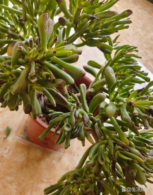 前十难养多肉，多肉哪款最难养？最难养多肉品种？-第4张图片-优品飞百科