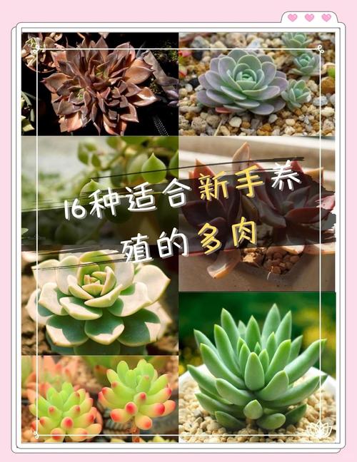 前十难养多肉，多肉哪款最难养？最难养多肉品种？-第5张图片-优品飞百科
