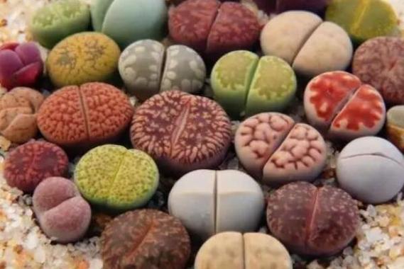 前十难养多肉，多肉哪款最难养？最难养多肉品种？-第6张图片-优品飞百科