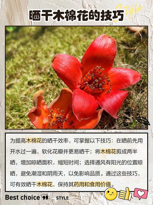 木棉花的食用方法，木棉花的食用方法大全-第2张图片-优品飞百科