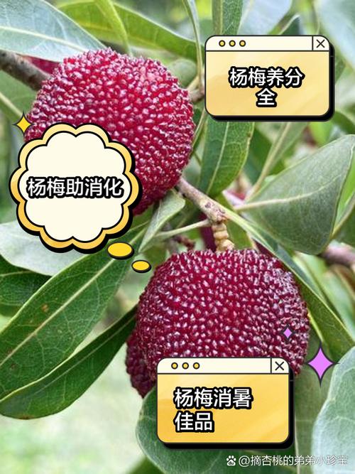 杨梅食用的好处，食用要注意什么，杨梅吃什么作用-第1张图片-优品飞百科