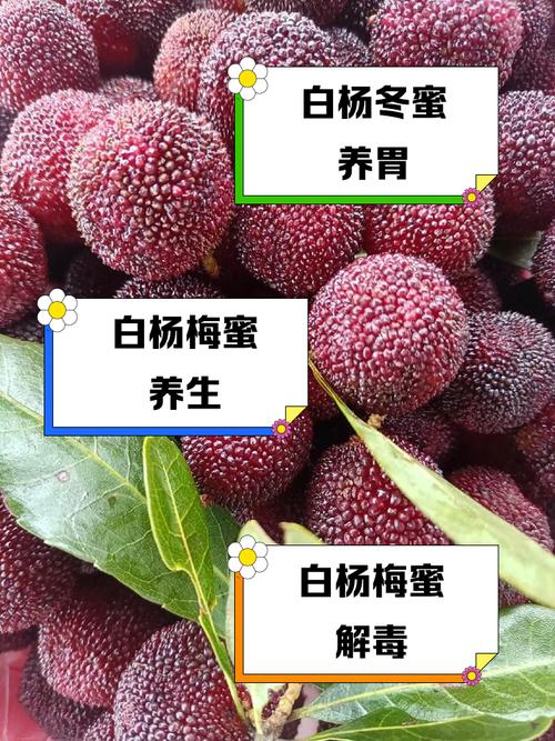 杨梅食用的好处，食用要注意什么，杨梅吃什么作用-第4张图片-优品飞百科