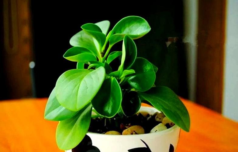 紫边碧玉椒草的作用以及花语？紫边碧玉植物？