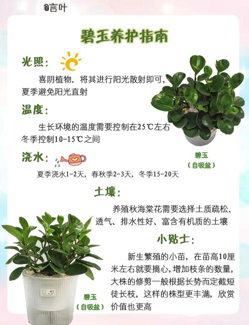 紫边碧玉椒草的作用以及花语？紫边碧玉植物？-第2张图片-优品飞百科