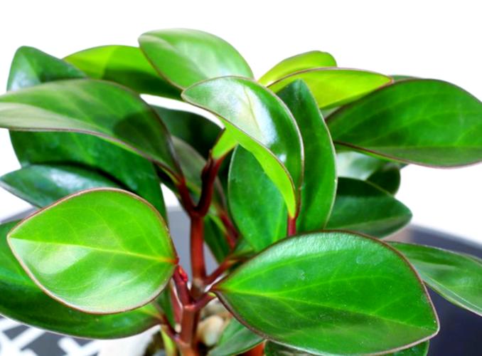 紫边碧玉椒草的作用以及花语？紫边碧玉植物？-第3张图片-优品飞百科