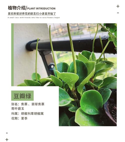 豆瓣绿有毒吗？豆瓣绿有毒吗适合养在室内吗？-第1张图片-优品飞百科