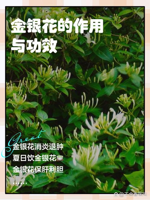 金银花的副作用与禁忌，金银花的功能，金银花的副作用与禁忌症-第3张图片-优品飞百科