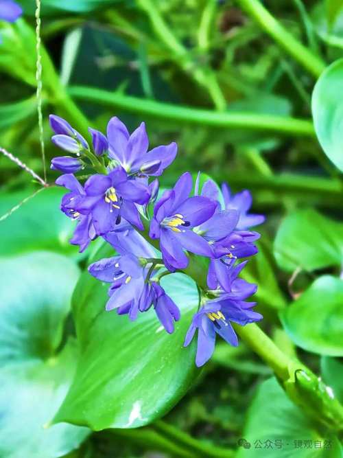 雨久花的花语，雨久花怎么养-第1张图片-优品飞百科