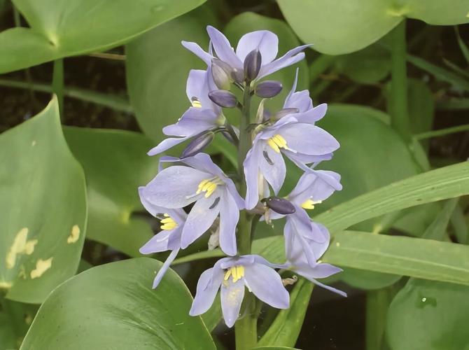 雨久花的花语，雨久花怎么养-第2张图片-优品飞百科
