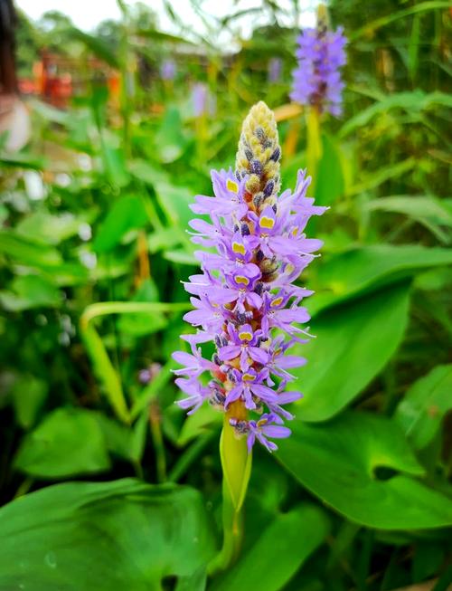 雨久花的花语，雨久花怎么养-第3张图片-优品飞百科