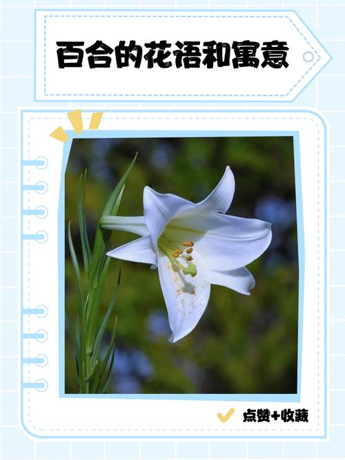 各种颜色百合花语，送人的含义是什么？不同颜色百合花的含义和代表什么？