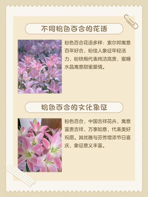 各种颜色百合花语，送人的含义是什么？不同颜色百合花的含义和代表什么？-第2张图片-优品飞百科
