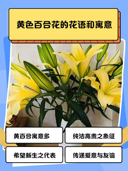各种颜色百合花语，送人的含义是什么？不同颜色百合花的含义和代表什么？-第4张图片-优品飞百科
