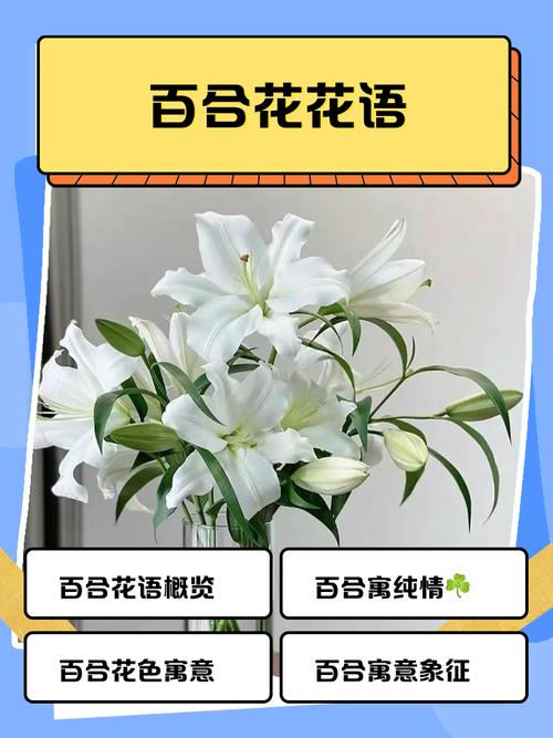 各种颜色百合花语，送人的含义是什么？不同颜色百合花的含义和代表什么？-第5张图片-优品飞百科