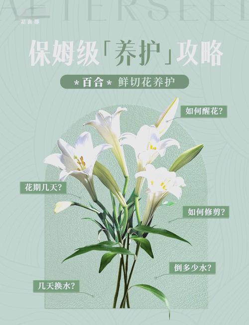 各种颜色百合花语，送人的含义是什么？不同颜色百合花的含义和代表什么？-第6张图片-优品飞百科