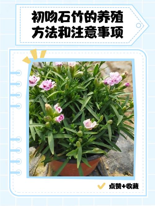 石竹的摆放技巧，石竹的摆放技巧和方法？-第2张图片-优品飞百科