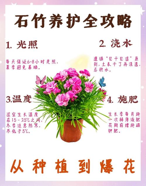石竹的摆放技巧，石竹的摆放技巧和方法？-第3张图片-优品飞百科