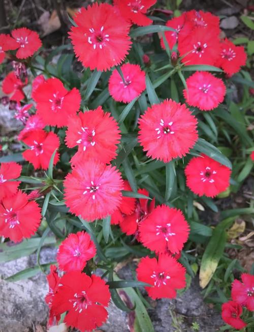 石竹的摆放技巧，石竹的摆放技巧和方法？-第4张图片-优品飞百科