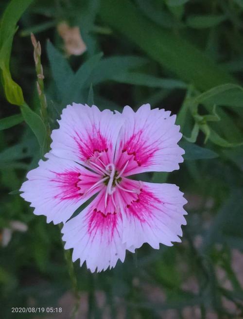 石竹的摆放技巧，石竹的摆放技巧和方法？-第5张图片-优品飞百科