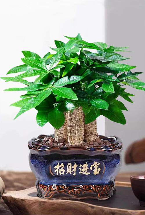 发财树风水摆放三不要？发财树摆放前十忌讳？-第1张图片-优品飞百科