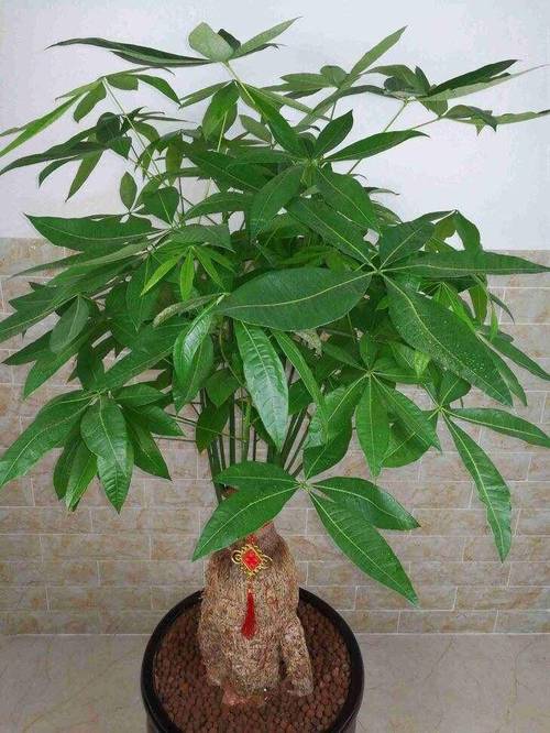 发财树风水摆放三不要？发财树摆放前十忌讳？-第2张图片-优品飞百科