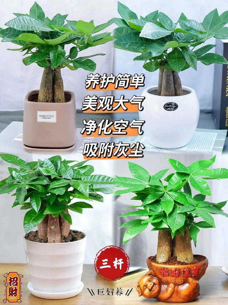 发财树风水摆放三不要？发财树摆放前十忌讳？-第3张图片-优品飞百科