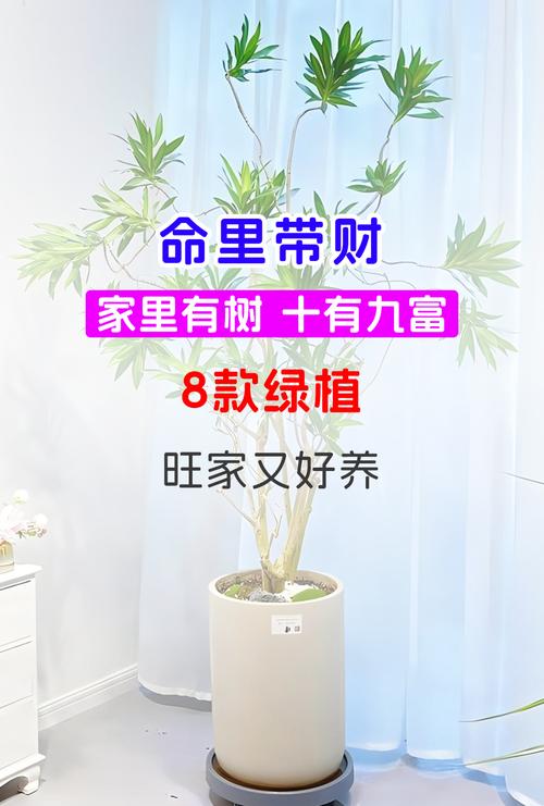 发财树风水摆放三不要？发财树摆放前十忌讳？-第4张图片-优品飞百科