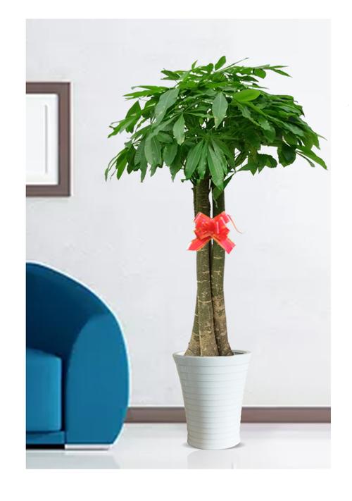 发财树风水摆放三不要？发财树摆放前十忌讳？-第5张图片-优品飞百科