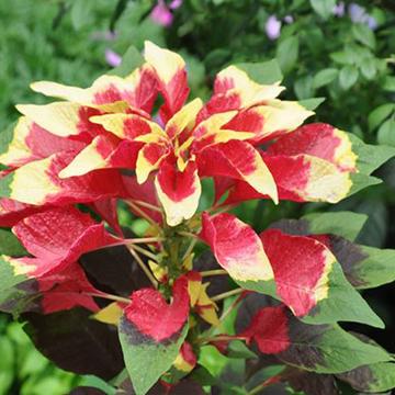 雁来红的花语和传说，雁来红是什么花？-第1张图片-优品飞百科