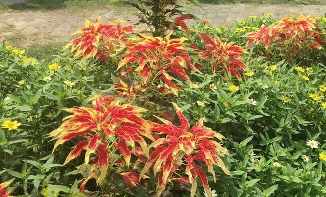 雁来红的花语和传说，雁来红是什么花？-第2张图片-优品飞百科