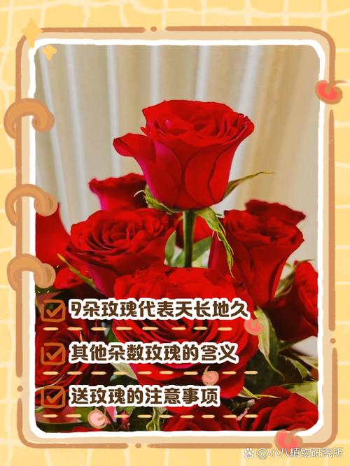 一朵玫瑰花代表什么，一朵玫瑰花代表什么生肖-第1张图片-优品飞百科