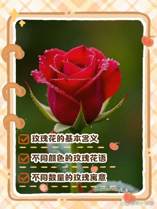 一朵玫瑰花代表什么，一朵玫瑰花代表什么生肖-第2张图片-优品飞百科