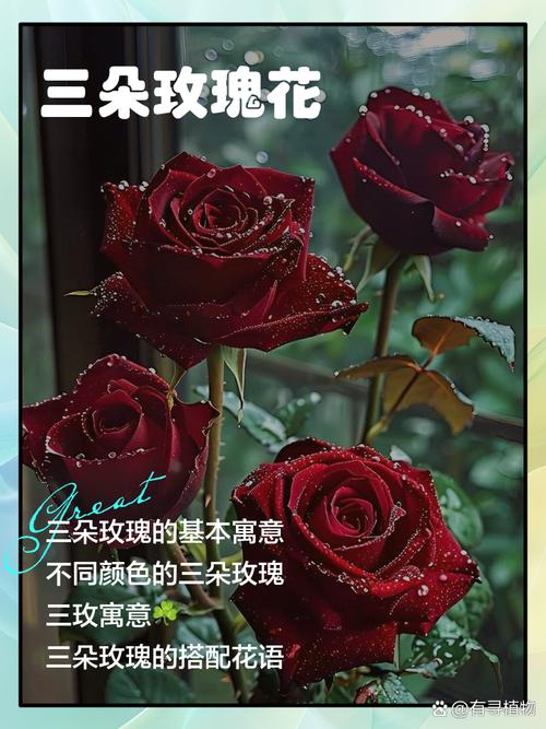 一朵玫瑰花代表什么，一朵玫瑰花代表什么生肖-第3张图片-优品飞百科