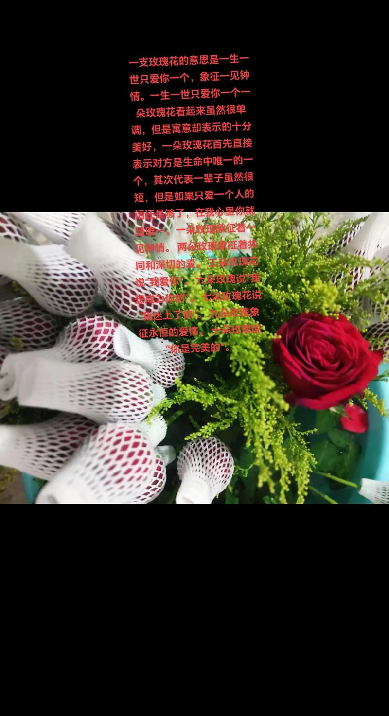 一朵玫瑰花代表什么，一朵玫瑰花代表什么生肖-第4张图片-优品飞百科