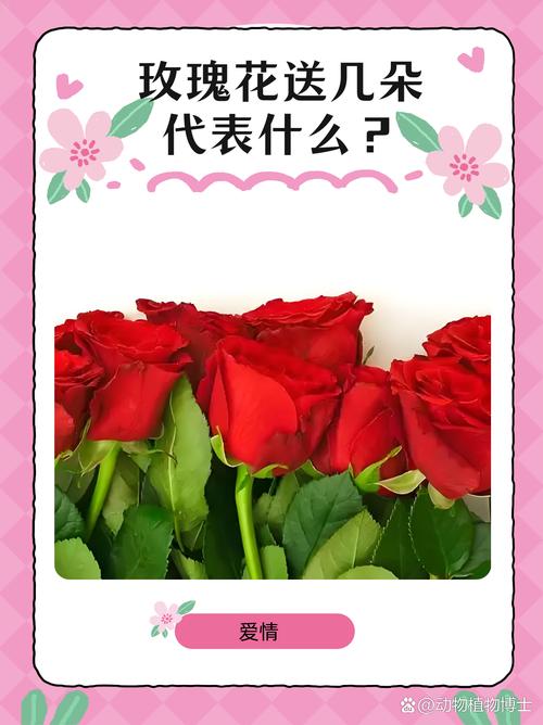 一朵玫瑰花代表什么，一朵玫瑰花代表什么生肖-第5张图片-优品飞百科
