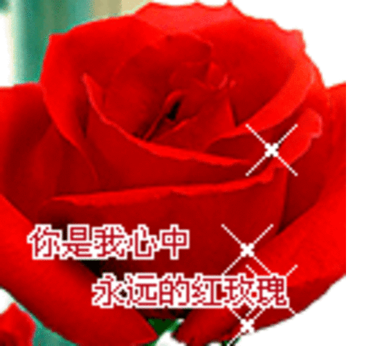 一朵玫瑰花代表什么，一朵玫瑰花代表什么生肖-第7张图片-优品飞百科
