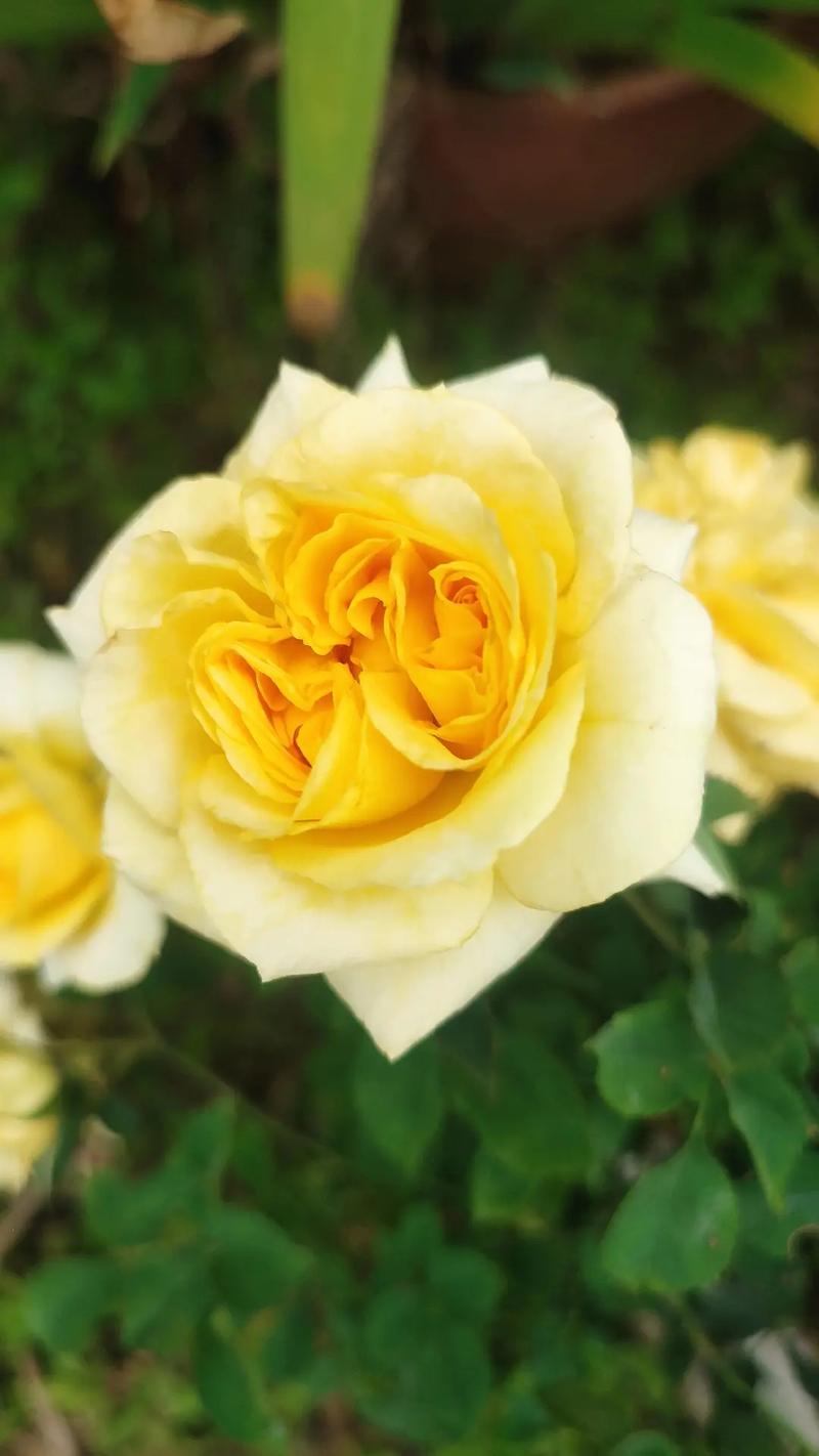 四平适合养什么花，市花和市树是什么，四平花店哪家好？