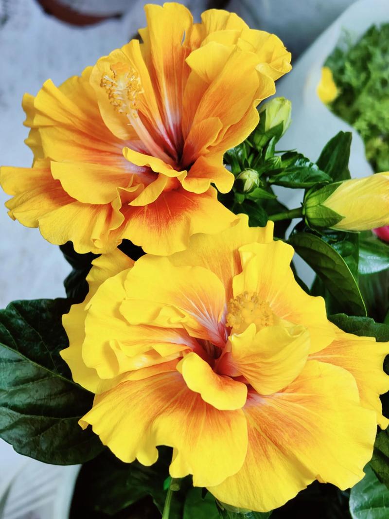 四平适合养什么花，市花和市树是什么，四平花店哪家好？-第2张图片-优品飞百科