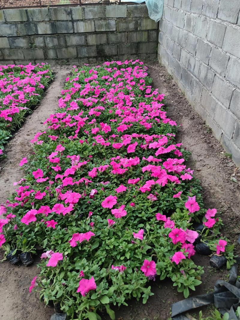 四平适合养什么花，市花和市树是什么，四平花店哪家好？-第4张图片-优品飞百科