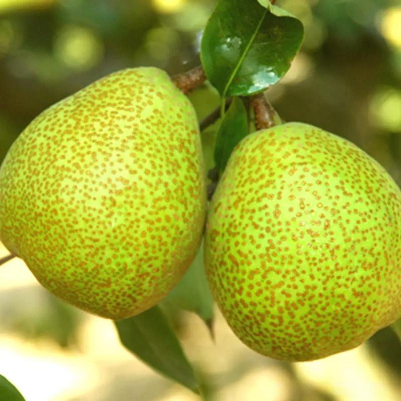 秋天成熟的水果有哪些,南方秋天成熟的水果有哪些?-第3张图片-优品飞百科 秋天成熟的水果有哪些,南方秋天成熟的水果有哪些?-第3张图片-优品飞百科