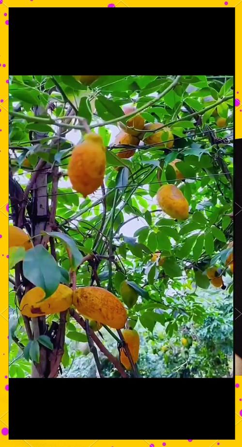 秋天成熟的水果有哪些,南方秋天成熟的水果有哪些?-第5张图片-优品飞百科 秋天成熟的水果有哪些,南方秋天成熟的水果有哪些?-第5张图片-优品飞百科