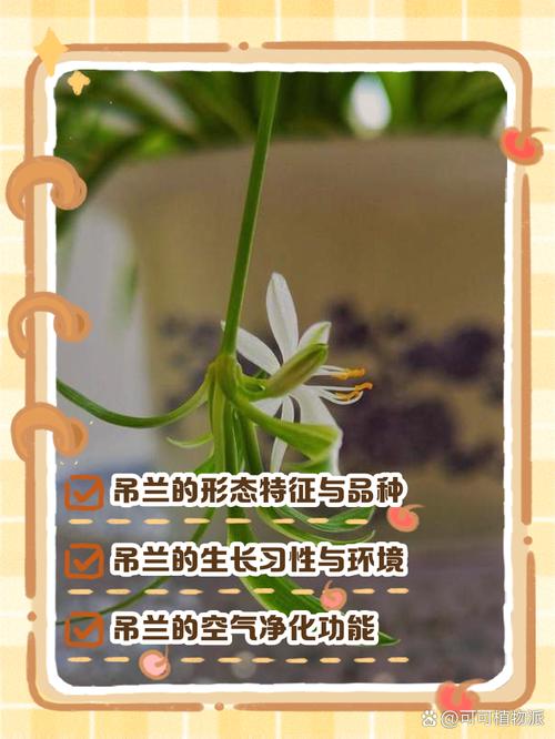 吊兰的功效，吊兰有什么作用，吊兰的功效与作用养殖的方法？-第1张图片-优品飞百科