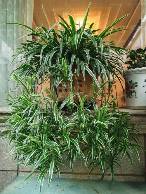 吊兰的功效，吊兰有什么作用，吊兰的功效与作用养殖的方法？-第4张图片-优品飞百科