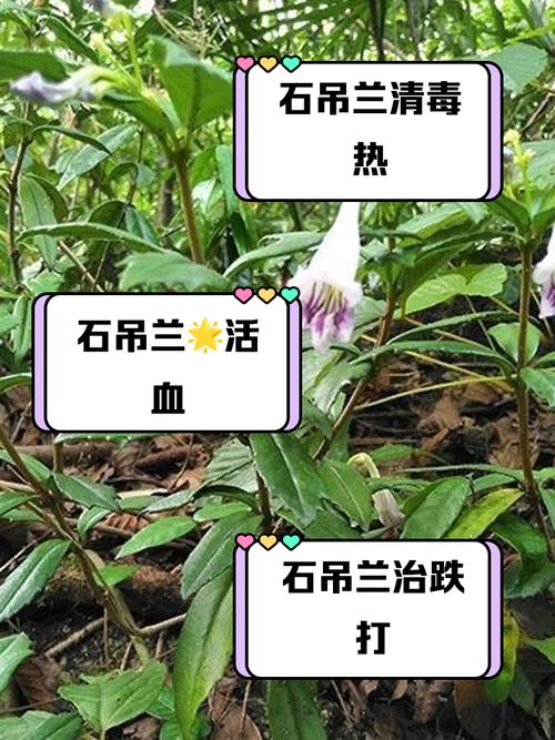 吊兰的功效，吊兰有什么作用，吊兰的功效与作用养殖的方法？-第5张图片-优品飞百科