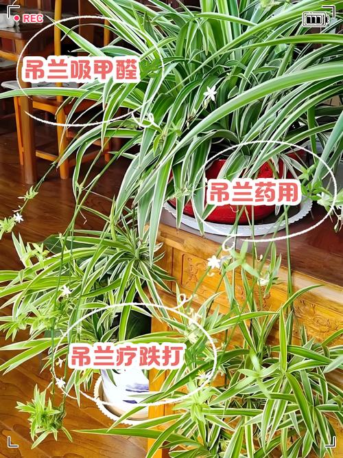 吊兰的功效，吊兰有什么作用，吊兰的功效与作用养殖的方法？-第6张图片-优品飞百科