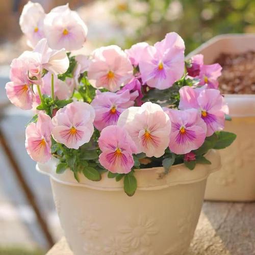 夏堇的价值，夏堇有毒吗可以室内养吗？-第1张图片-优品飞百科