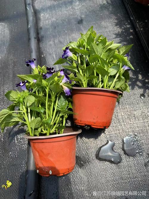 夏堇的价值，夏堇有毒吗可以室内养吗？-第2张图片-优品飞百科