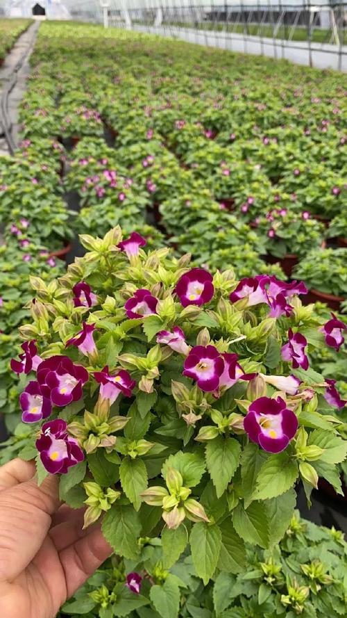 夏堇的价值，夏堇有毒吗可以室内养吗？-第3张图片-优品飞百科