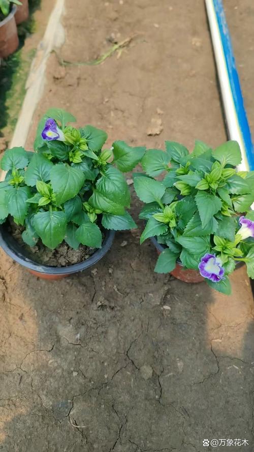 夏堇的价值，夏堇有毒吗可以室内养吗？-第4张图片-优品飞百科